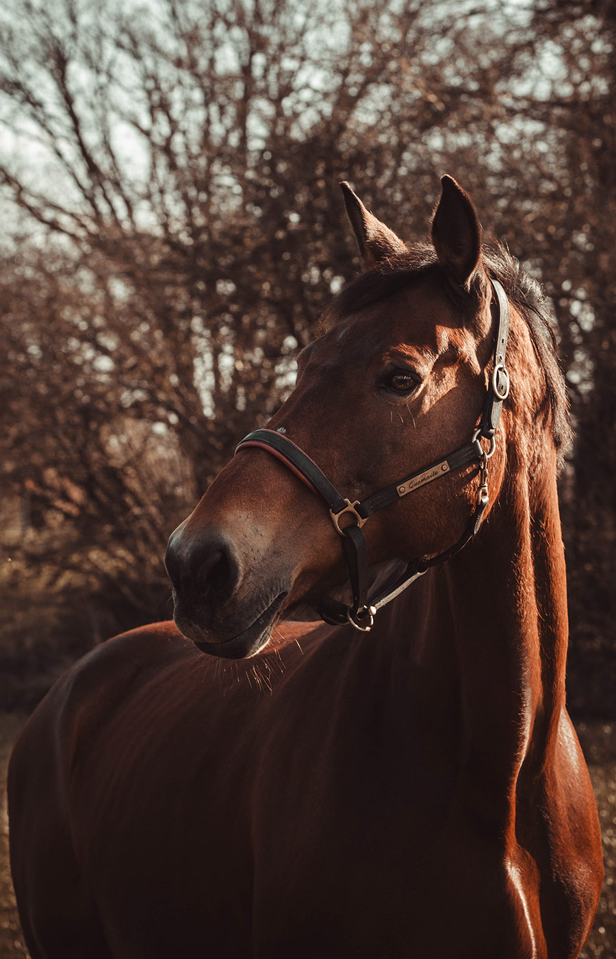 Manon Knasko Photographies